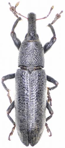 Lixus cinerascens